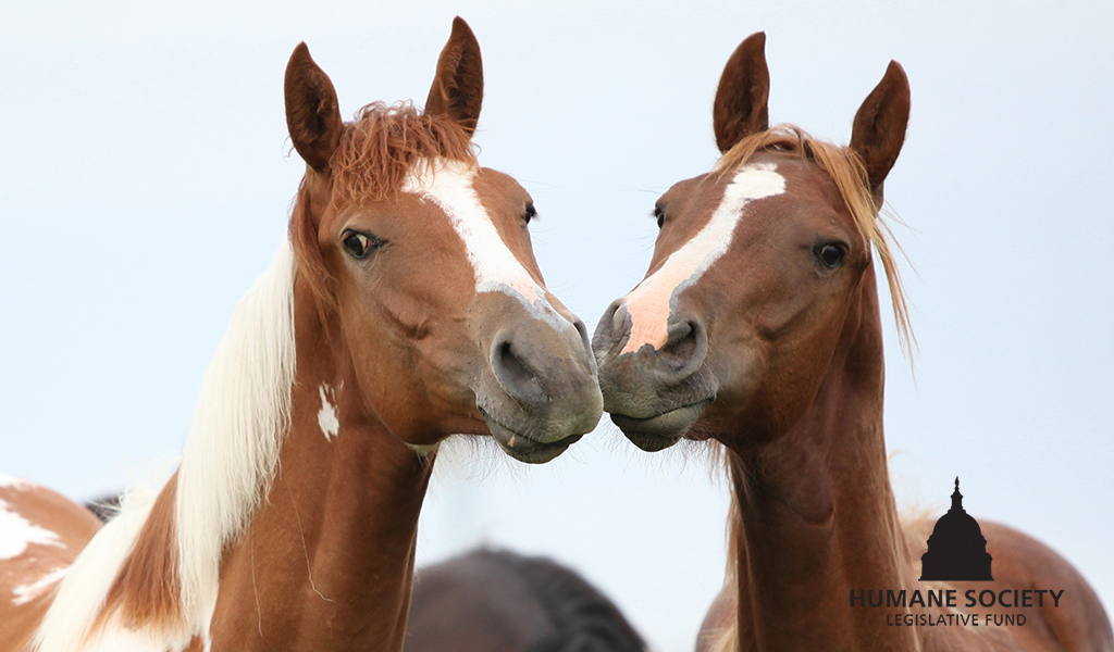 humaneactfund's tweet photo. 🎉GREAT NEWS🎉

The PAST Act has been reintroduced into the Senate 🙌

S. 4004 will stop the cruel practice of soring, where unscrupulous trainers use a variety of gruesome techniques to force horses to perform an artificial, high-stepping gait.

It's time to pass the PAST Act and ❌end❌ horse abuse.

Read more ➡️ https://t.co/4IDZgSI5zm