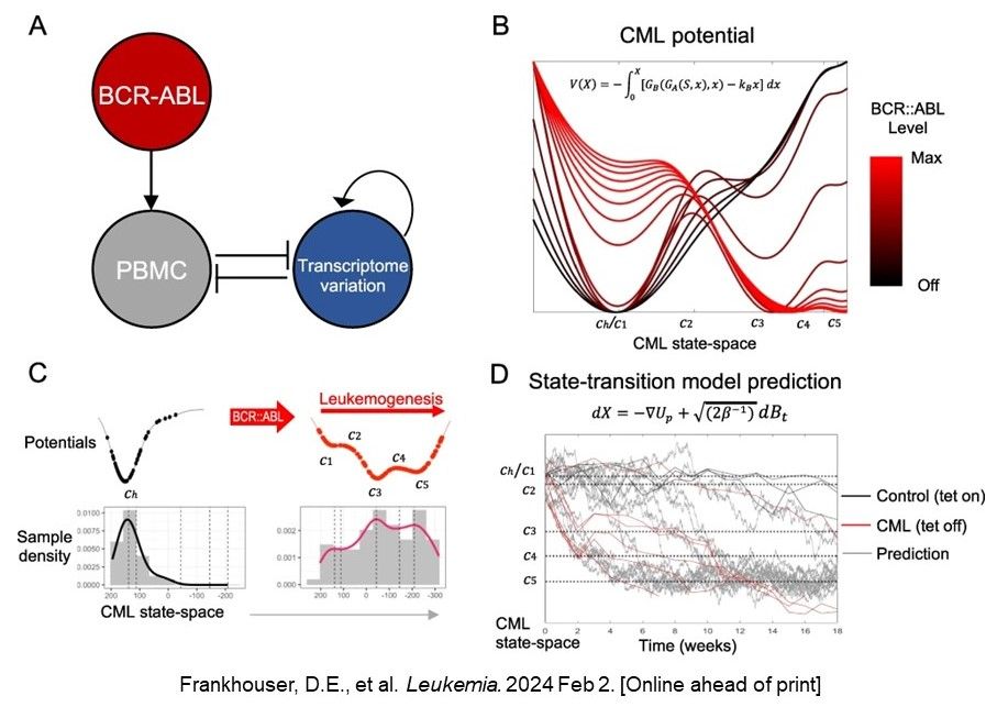 In a study funded by @cityofhope #PSON, @D_Frankhouser, @rrockne, et al. showed that state-transition models predict disease evolution and treatment response in chronic myeloid #leukemia @LeukemiaJnl go.nature.com/3v4PoZm.