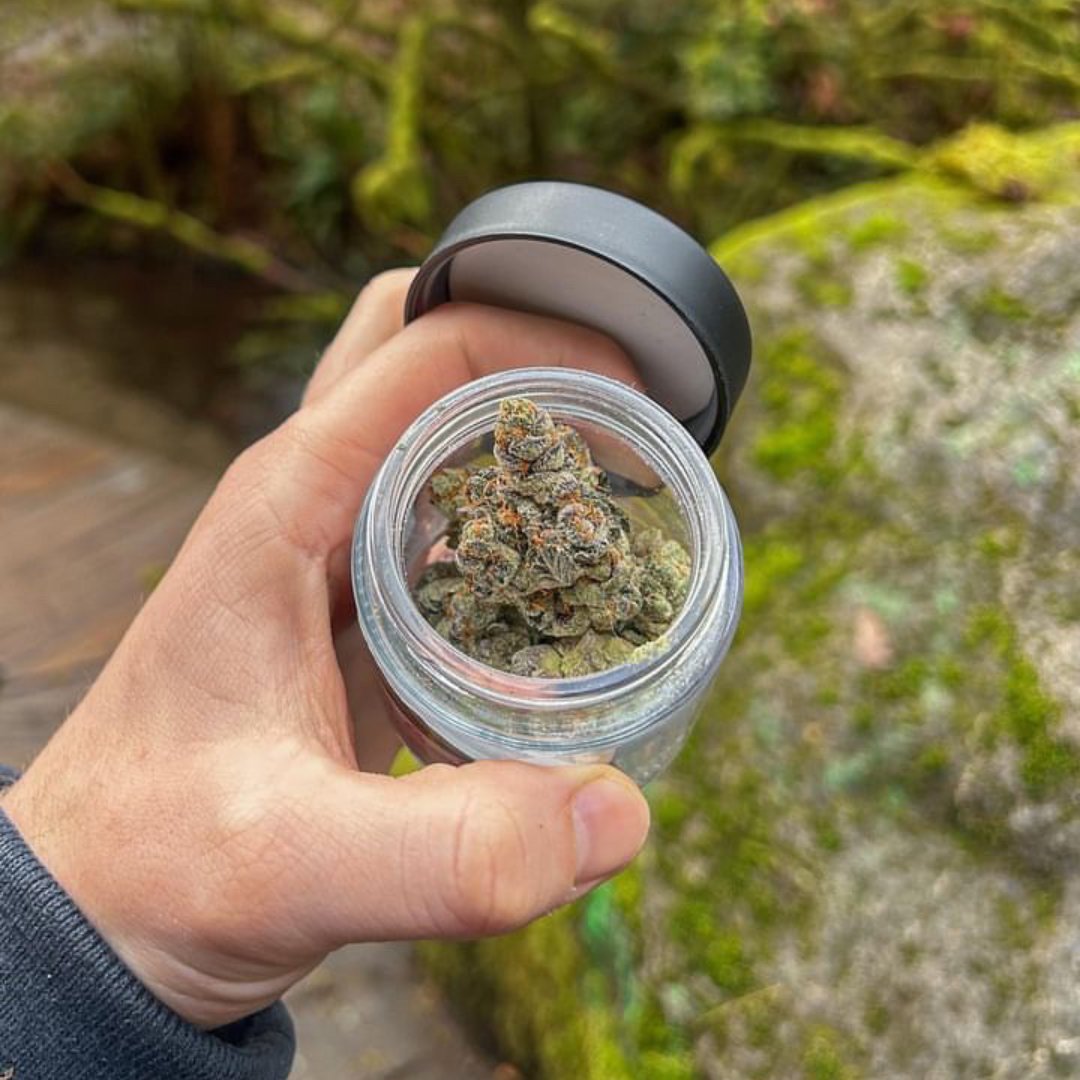 FreyaFarm's tweet photo. Shout out to our dude @dydrmng_society  for the amazing shots of Freya in the wild! 

Make  sure to go follow him as he is currently embarking on an epic week-long  quest, on his bike, spanning 325 miles around the incredible Olympic  peninsula! What a legend 🌈🌞🌲🦅🏔️🚴‍♂️ https://t.co/Gi13BMwecl