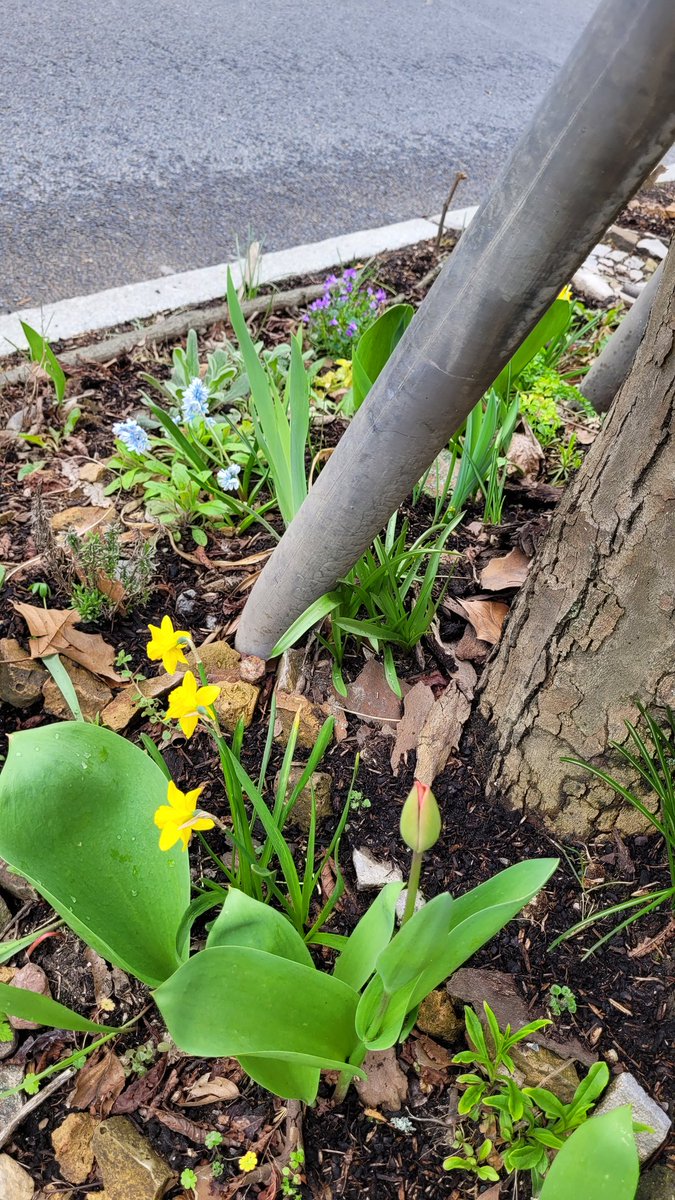 1010201018's tweet photo. #Frühling ist echt eine wunderbare Zeit und die #Baumscheibe sieht gerade wirklich wunderschön aus🍀💚
#Mariendorf macht sich echt 👍🏻🌷
#Tulpen #hyazinthen #Osterglocken #Krokusse

 #Tempelhof #Berlin https://t.co/fGWKng9SJL