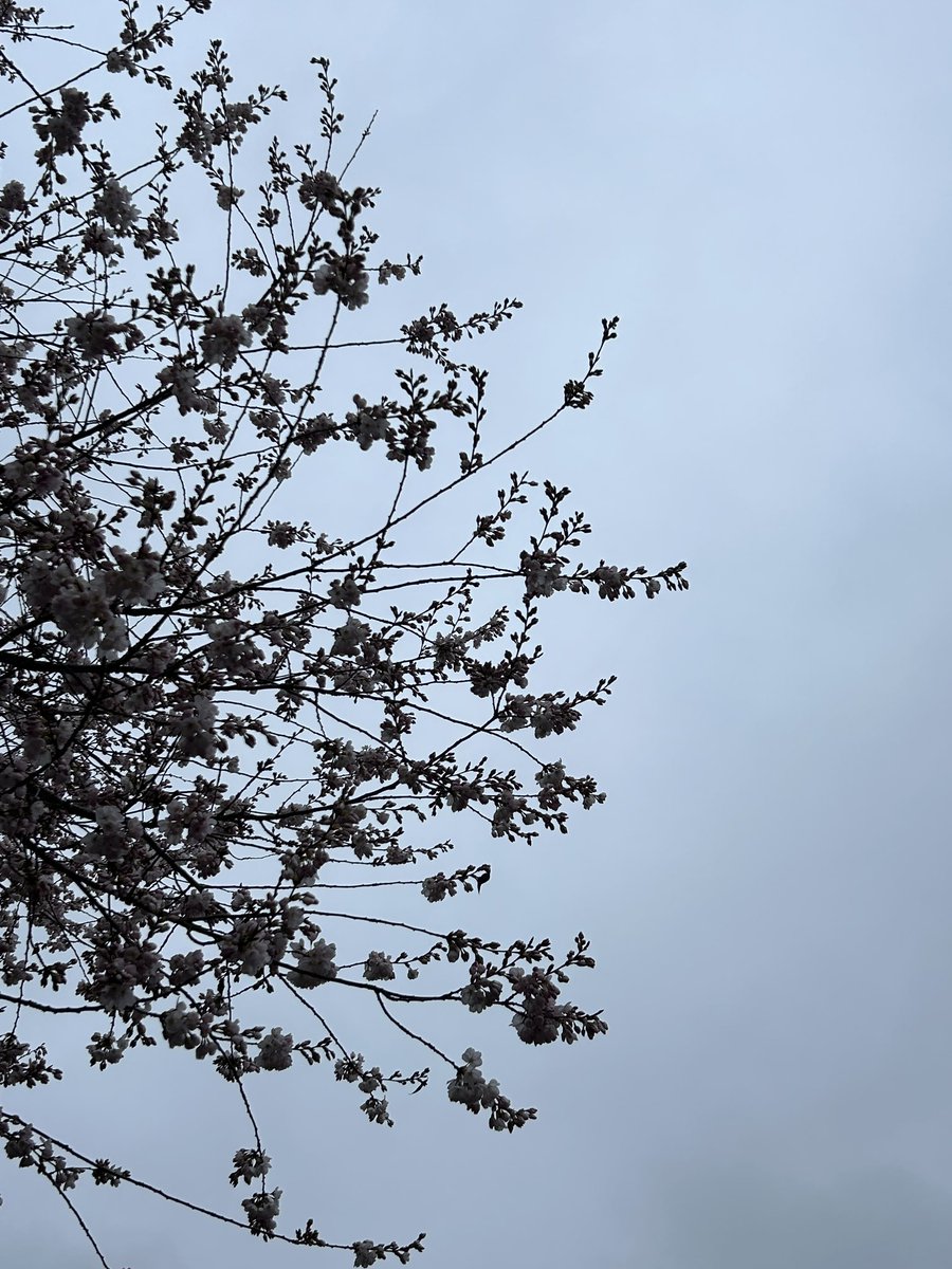 taromantou's tweet image. i’m engaging in something called “lifemaxxing”. this is where i sit outside, eat a sugary pastry, and take deep breaths.