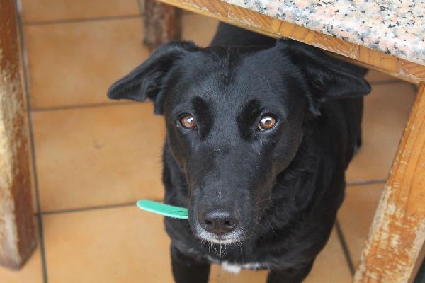 Hace 4 años que Ney llegó a la protectora.
 Tenía 7 meses y aquí se ha quedado, sin una oportunidad.
Si piensas en adoptar no descartes a los perros jóvenes por no ser  bebés, qué son 4 o 5 meses? 
 Son cachorrotes, quieren jugar, quieren caricias, quieren un hogar.