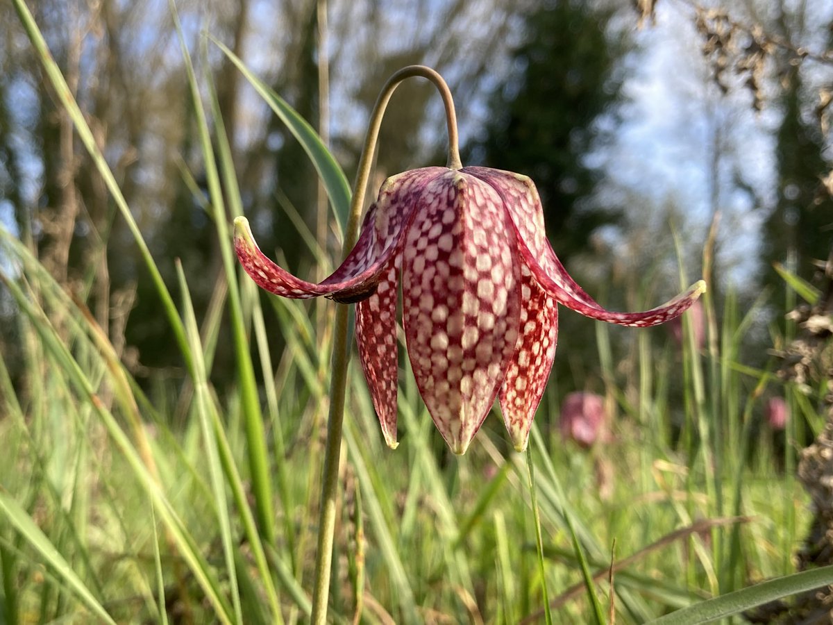 Jolies danses des goganes pour ce #JeudiPhoto #fritilliairepintade #jaimelanjou #battleflowers