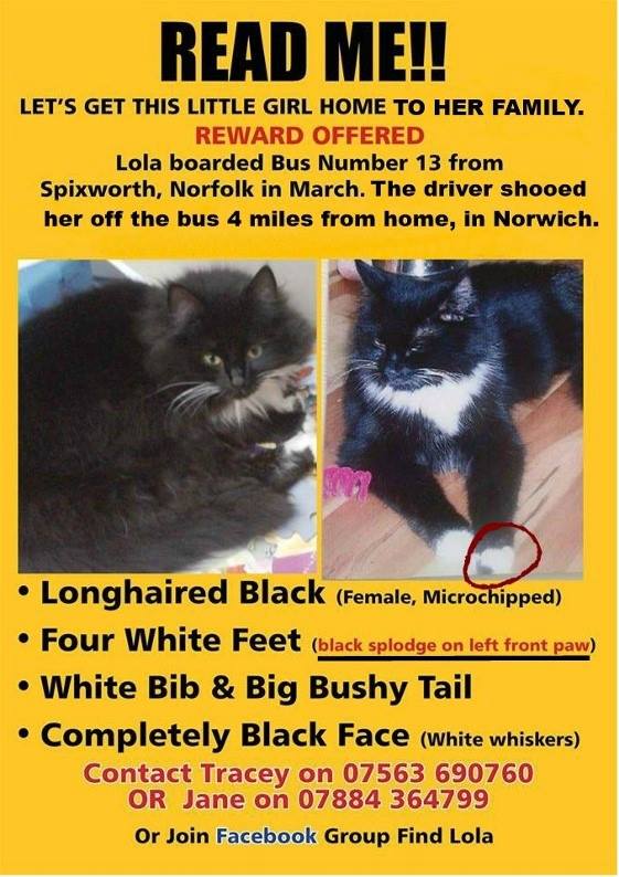 Help #FindLolaLostFromABus #Norwich 17/3/14 7💔
On #MissingCatsDay 💔@FindLolaCat & many others BEG🙏#ScanMe #CheckMyChip 
#FindLola