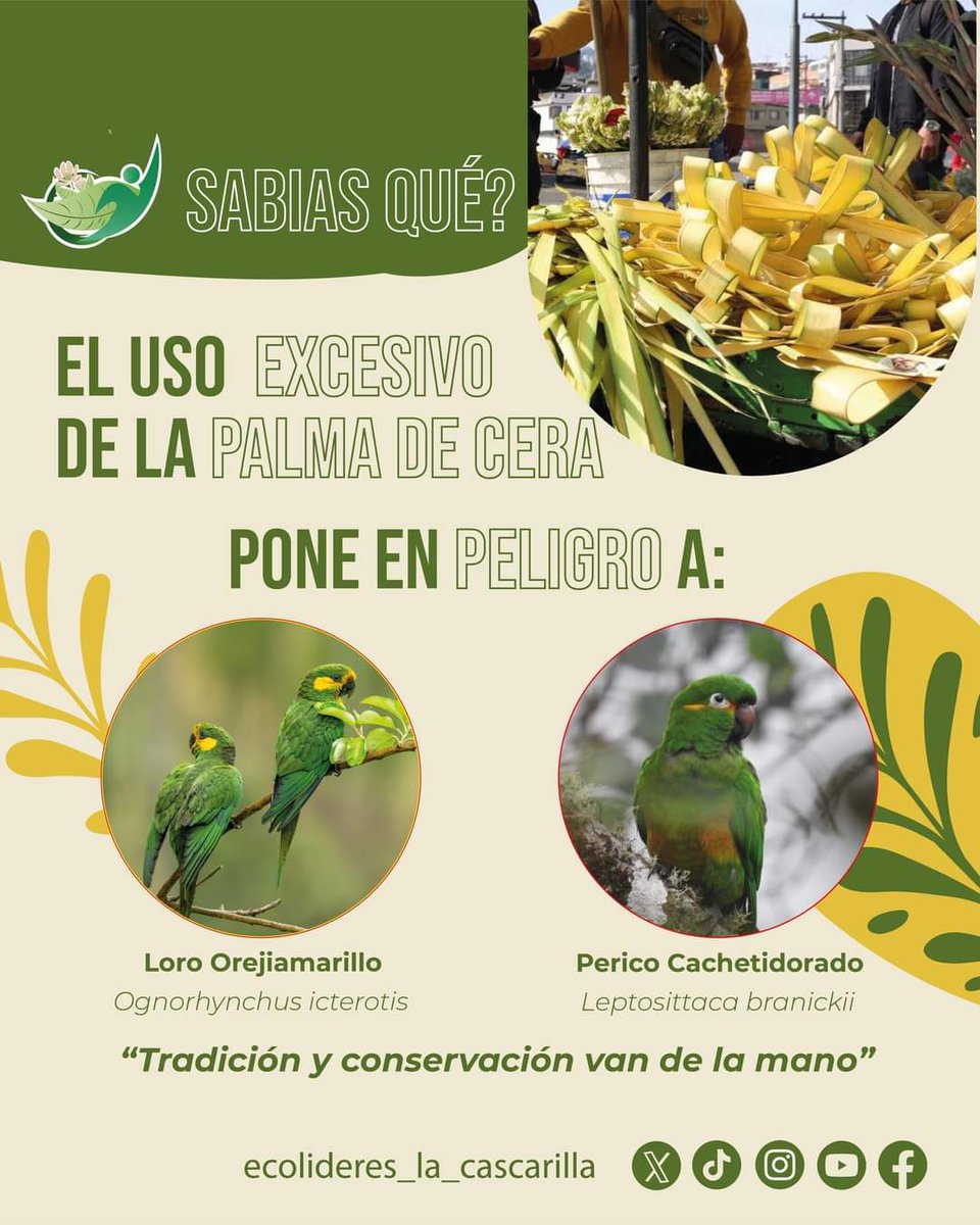 Fundación Ecolíderes “La Cascarilla” tweet media