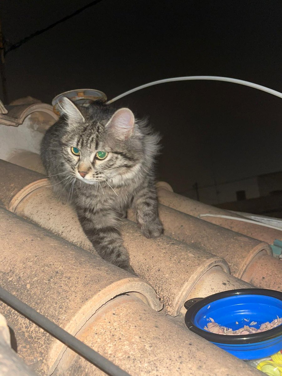 filip_flaco's tweet photo. nos hemos encontrado este gato en nuestra terraza. Bº Vistaalegre Murcia, zona cuartel guardia civil. 
gato perdido. https://t.co/yCOi4r2Dox