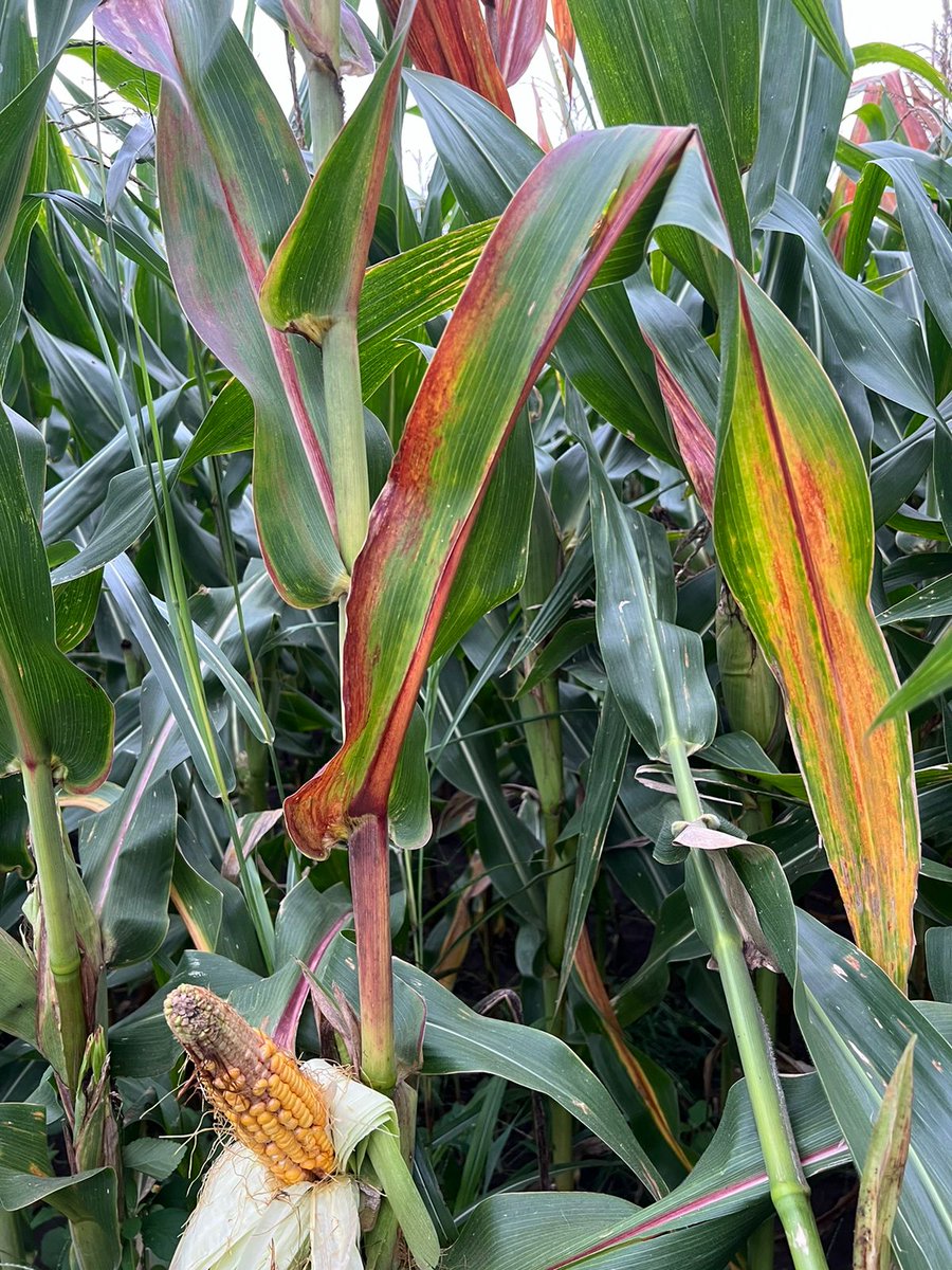 🧵HILO - ¿Por qué es tendencia la chicharrita?
Durante estas últimas semanas, la chicharrita no dudo en ser protagonista y muchos se encuentran lidiando con la misma debido a su expansión.

En este hilo nuestra Red de Manejo de Plagas te muestra todo lo que sabemos hoy y cuales