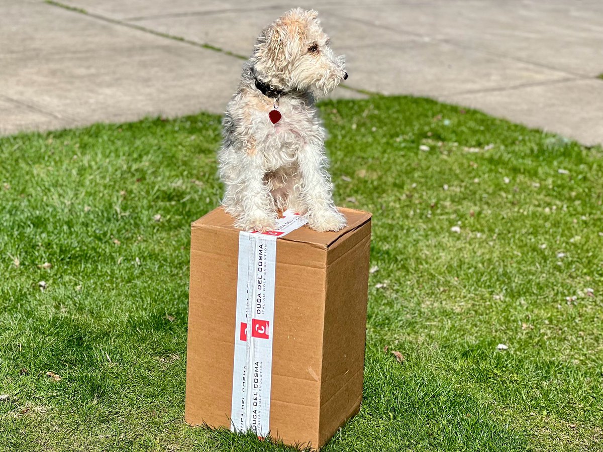 King of the North 👑 Sammy has no intentions of letting me anywhere near this Duca del Cosma big box delivery today. 😁💯🔥 Sammy: 1 Me: 0