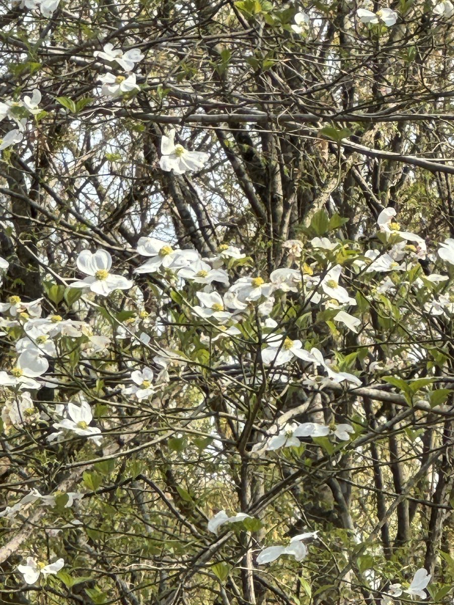 Dogwood is my favorite flowering tree.