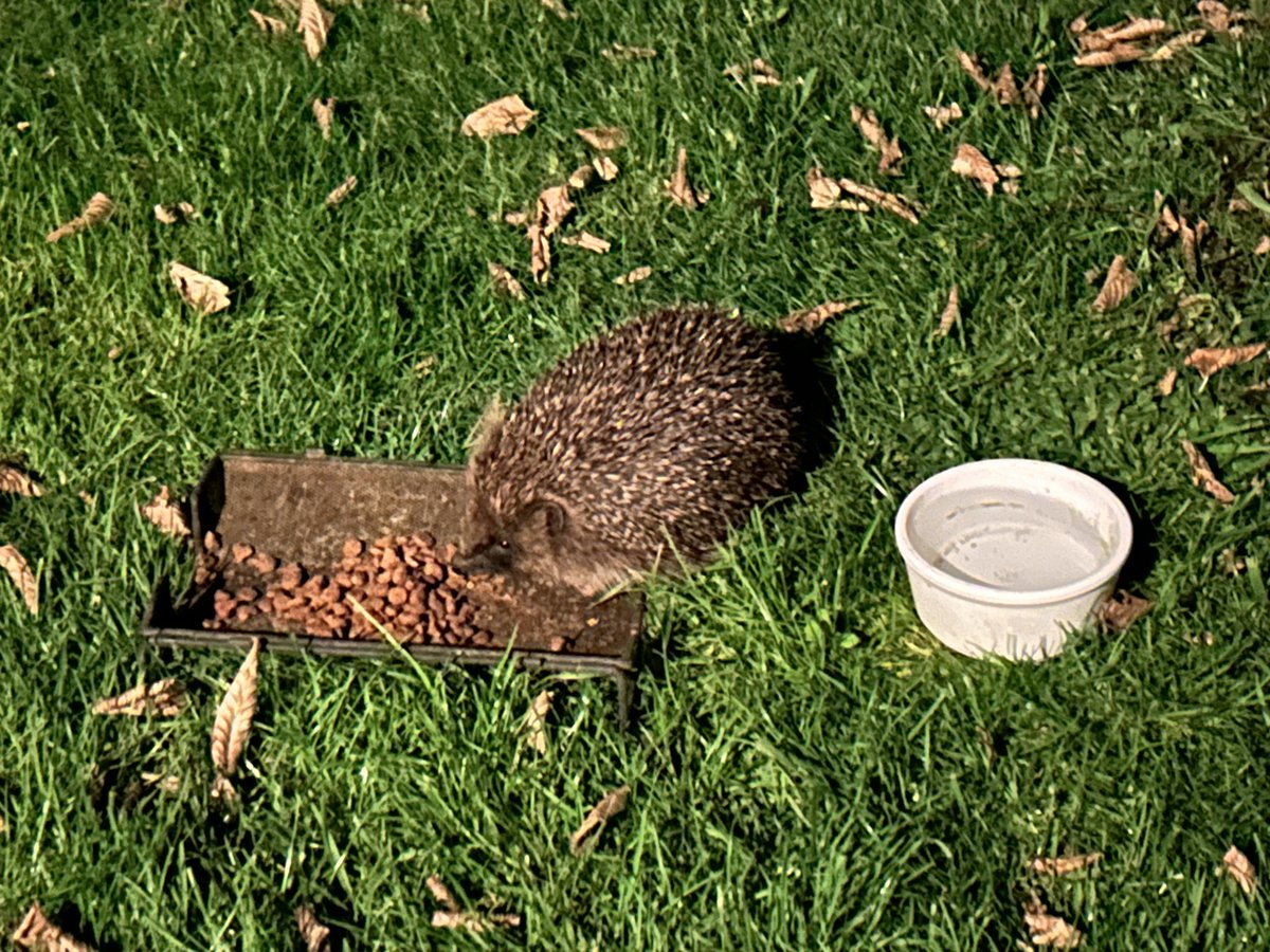 Very special visitor in the garden this evening. Welcome back our prickly friend!