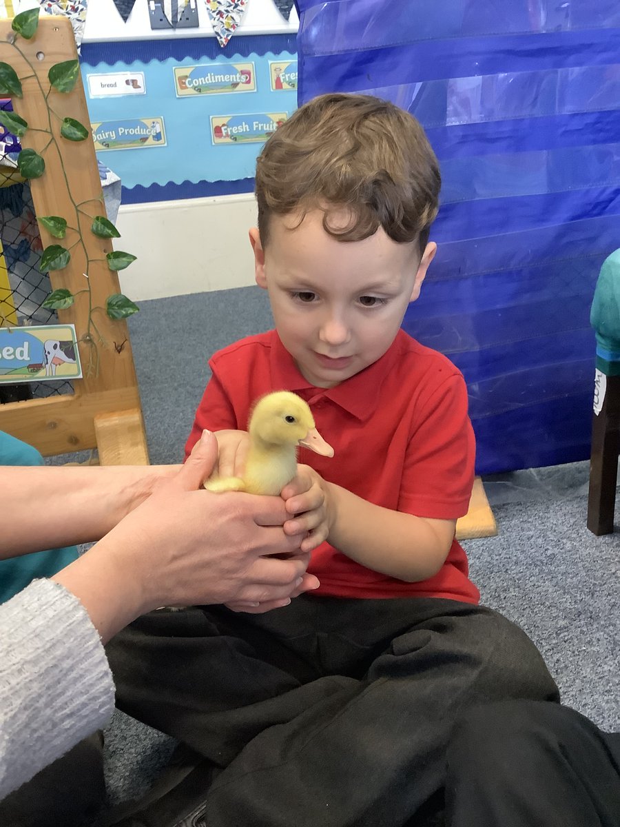 FalmouthPrimary's tweet photo. Seagull Class had a great time looking after the ducklings for two weeks before the #Easter break. They were very excited to see them swimming in the water tray! #LearningAboutNature #FunLearning @kernow_learning https://t.co/KRzCv0W1Dl