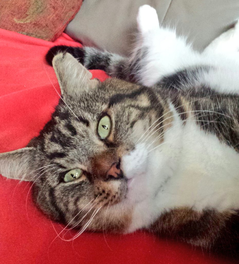 ZuccoIsMissing's tweet image. ❤🙏❤