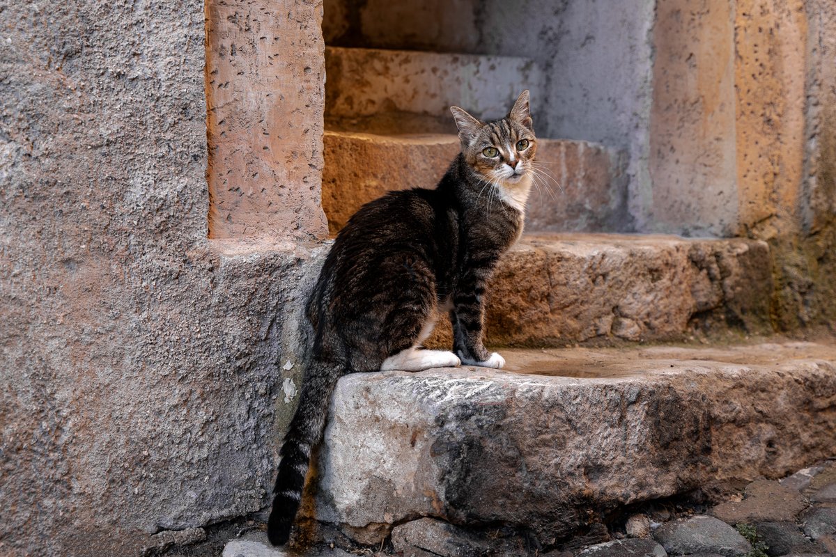 Biot is a captivating medieval village on Cote d'Azur full of history, culture, art, and... cats! 🎨⚔️😻 Discover Biot: Post ➡️ bit.ly/biot_hlt Video ➡️ youtu.be/Y-dUAsvlu94 #traveling #CotedAzurFrance #travelblogger