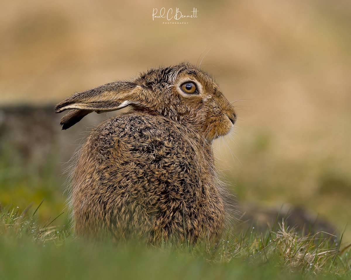 A lovley couple of hours spent in the company of my favourite uk mammal!!!