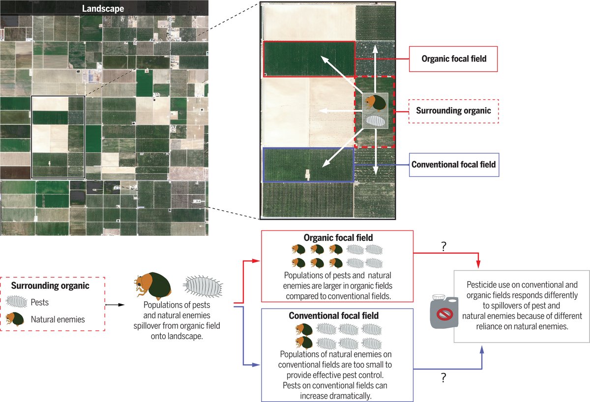 ScienceMagazine's tweet photo. Organic fields increase pesticide use in nearby conventional fields, but reduce it in organic neighbors, a new Science study finds. 

The results suggest that clustering organic fields could reduce pesticide use at the landscape scale. https://t.co/AahEN8abHV https://t.co/hkl0pJiRBw