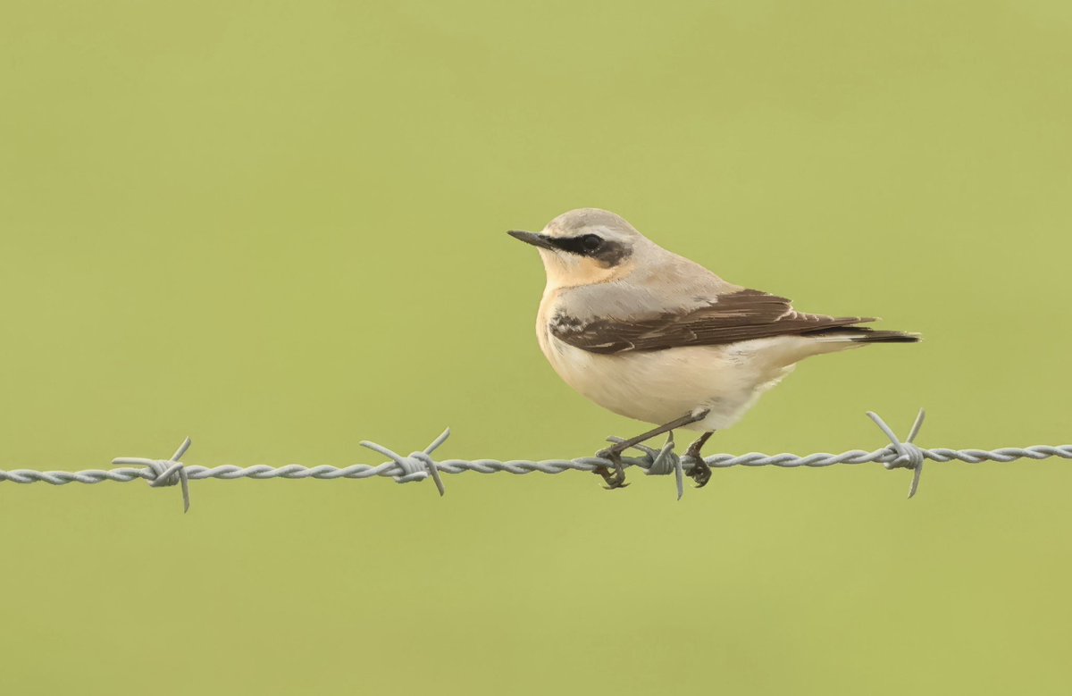 cwpbirder tweet picture