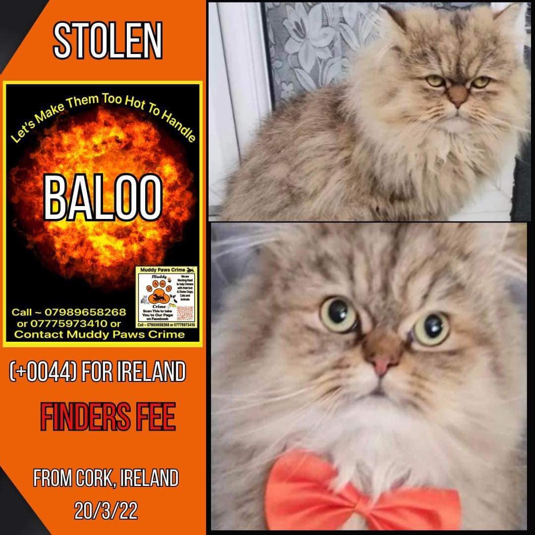 🔴BALOO PLS SHARE🔴missing #CORK #IRELAND 20/03/2022 have you seen #Baloo? @muddypawscrime @lisffc @KarenFi51820768 @karensarah66 @rosiedoc666 @MissingPetsGB @CatsMissing @CatsProtection @MissingPets_ie