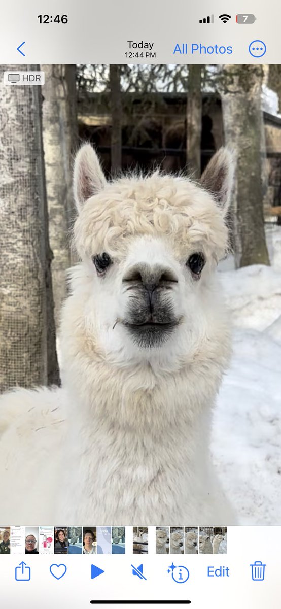 We think Matt the alpaca has the friendliest face at the zoo! Have you met Matt? We received him from a rescue situation and he loves to greet visitors. Visit soon and stop by to say hi to Matt, Charlie & Pablo 💕 Current daily hours 10-5, last entry 4:30. alaskazoo.org