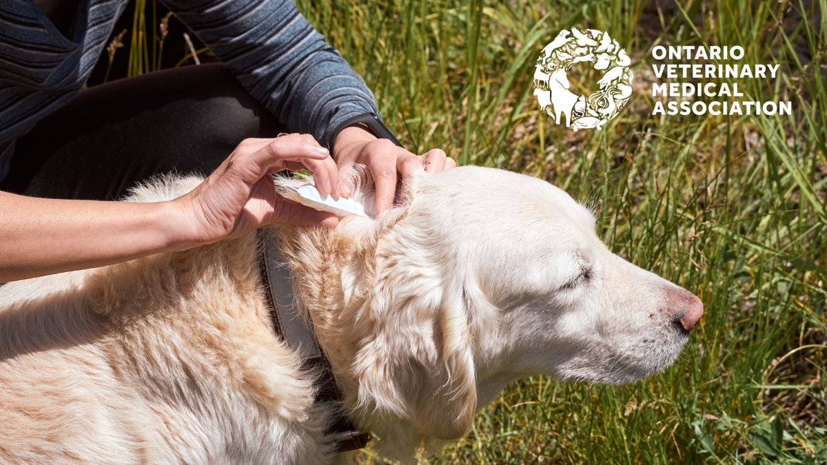 Regardless of where you may be headed, you should always tick-check both yourself and your pet after being outdoors. Here's how you can remove a tick if you find one on your pet: youtu.be/aafRyAGzD6Q. #NationalTickAwarenessMonth