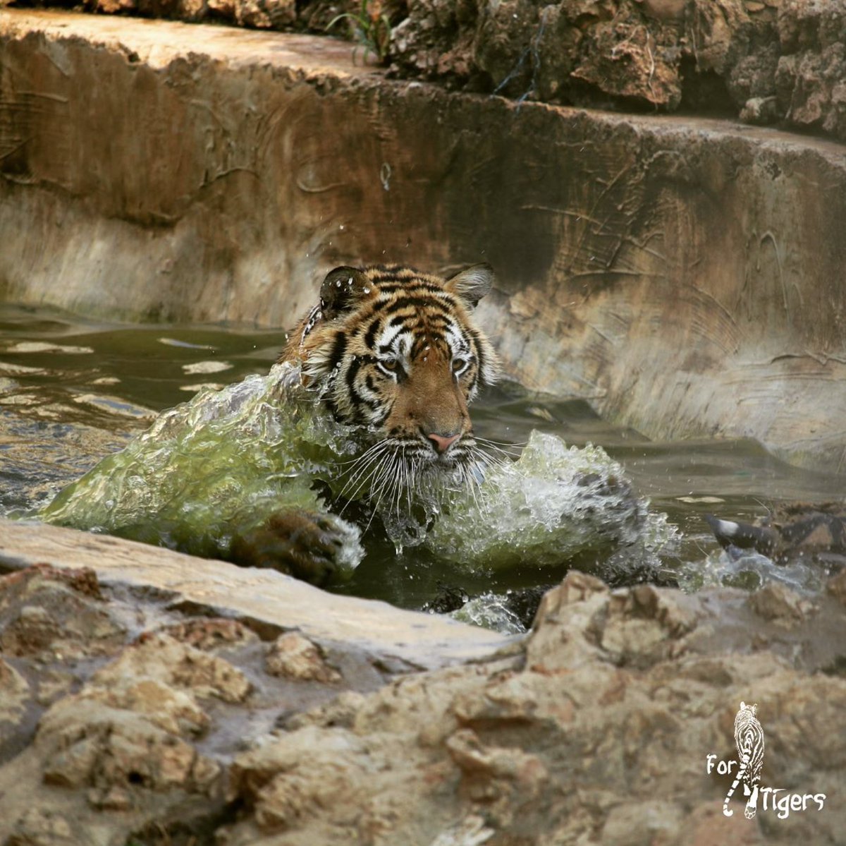 ForTigersOrg's tweet image. 🐯 Splish splash! 💦 
This captive tiger shows how much he enjoys his pond!

#animalwelfare #thursdayvibes