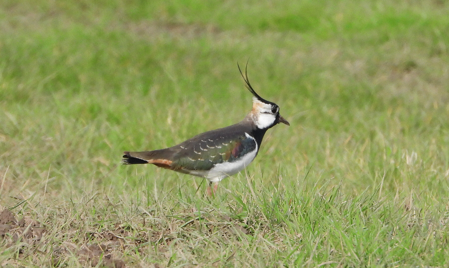 Finding new Spring arrivals remains hard work here, still no Wheatears for me but I manage to find 16 Sand Martins out of the 40+ reported today. Some local Avocets and wonderful Lapwings showed well in a brief period of sunshine.