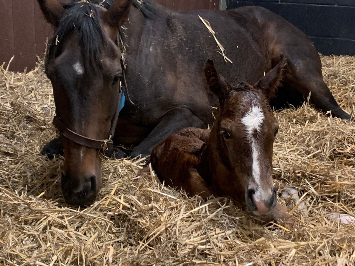 samsammyboi's tweet photo. What a start to Spring 2024! 🥳 Excited to announce that our Girl MIRANDA gave birth to a healthy filly foal by Cracksman. Congrats to Miranda, we’re so proud of you! -A little beauty, just like her Mum!! 🐴🐎🥰❤️
#MyGirl | #ItsAGirl | #RaceHorse | #CoOwner | #TeamMiranda https://t.co/T2lGrfnfgn