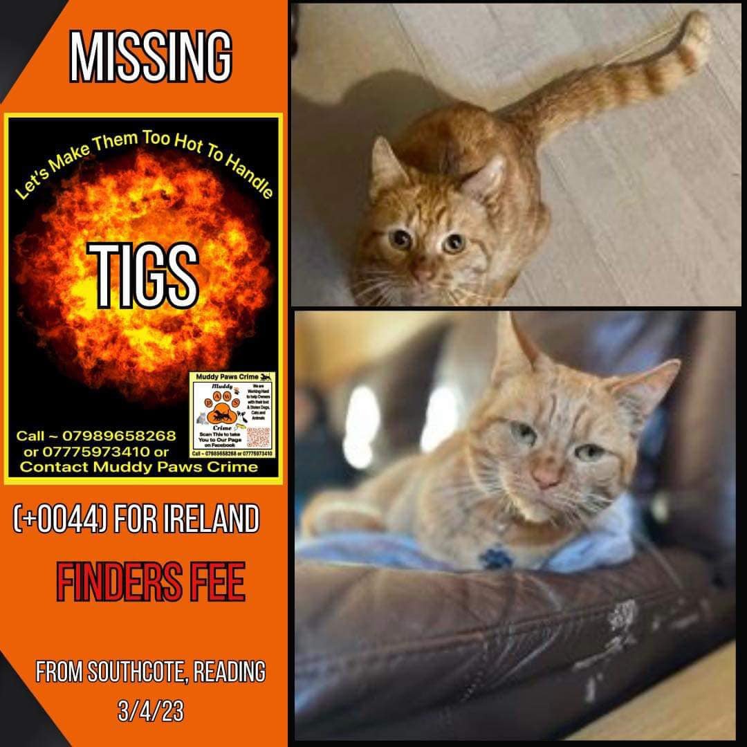🔴missing #TIGS🔴#Southcote #Reading 03/04/2023 Have you seen #Tigs? @muddypawscrime @lisffc @KarenFi51820768 @karensarah66 @rosiedoc666 @MissingPetsGB @CatsMissing @CatsProtection