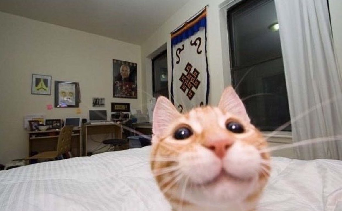 acervogatinhos's tweet photo. eu esperando meu namorado chegar em casa pra gravar a reação dele me vendo depois de uma bruxa me transformar em um gatinho laranja (eu que pedi https://t.co/M5m3EhLiTH