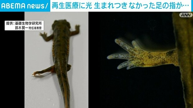 livedoornews's tweet photo. 1000RT：【再生医療】イモリ、失った手足と共に“生まれつきなかった指”生える
https://t.co/zbkwxyRxeY

イモリは手足を失っても元通りになる能力があるが、その際に生まれつきなかった指なども生えてくることがわかったという。このメカニズムを解明できれば、人間の医療への応用も期待… https://t.co/yCDkwg0SsL