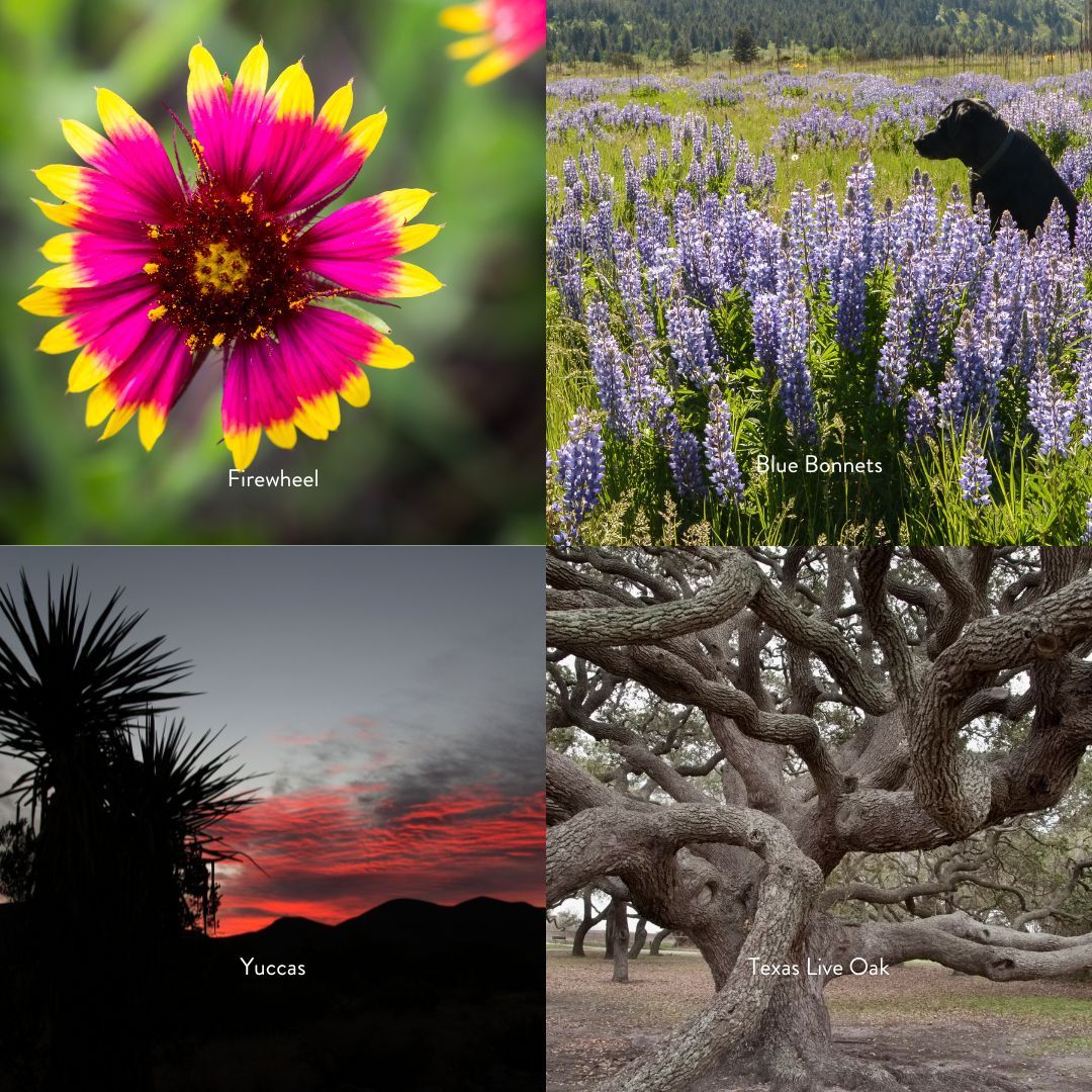 austin_outside's tweet photo. There are so many natural treasures to protect in Texas. Every fall @texanbynature recognizes the top 20 companies in Texas committed to conservation with the Texan by Nature 20 #TxN20

2024 data submissions are open now until June 7th! Visit https://t.co/Bypg8EdEUP. https://t.co/UBp5yb5x3O