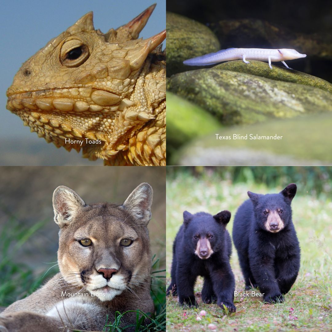 austin_outside's tweet photo. There are so many natural treasures to protect in Texas. Every fall @texanbynature recognizes the top 20 companies in Texas committed to conservation with the Texan by Nature 20 #TxN20

2024 data submissions are open now until June 7th! Visit https://t.co/Bypg8EdEUP. https://t.co/UBp5yb5x3O