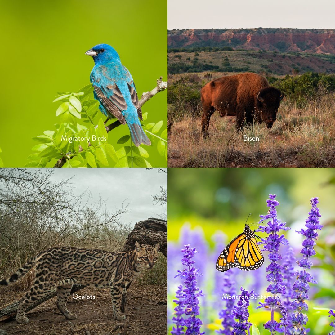 austin_outside's tweet photo. There are so many natural treasures to protect in Texas. Every fall @texanbynature recognizes the top 20 companies in Texas committed to conservation with the Texan by Nature 20 #TxN20

2024 data submissions are open now until June 7th! Visit https://t.co/Bypg8EdEUP. https://t.co/UBp5yb5x3O