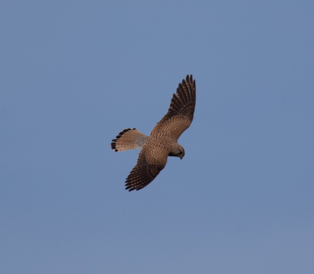 vmarmr's tweet image. 10.04.2023 
Falco tinnunculus tinnunculus / Common kestrel / Обыкновенная пустельга