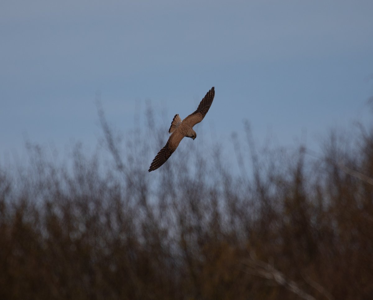 vmarmr's tweet image. 10.04.2023 
Falco tinnunculus tinnunculus / Common kestrel / Обыкновенная пустельга