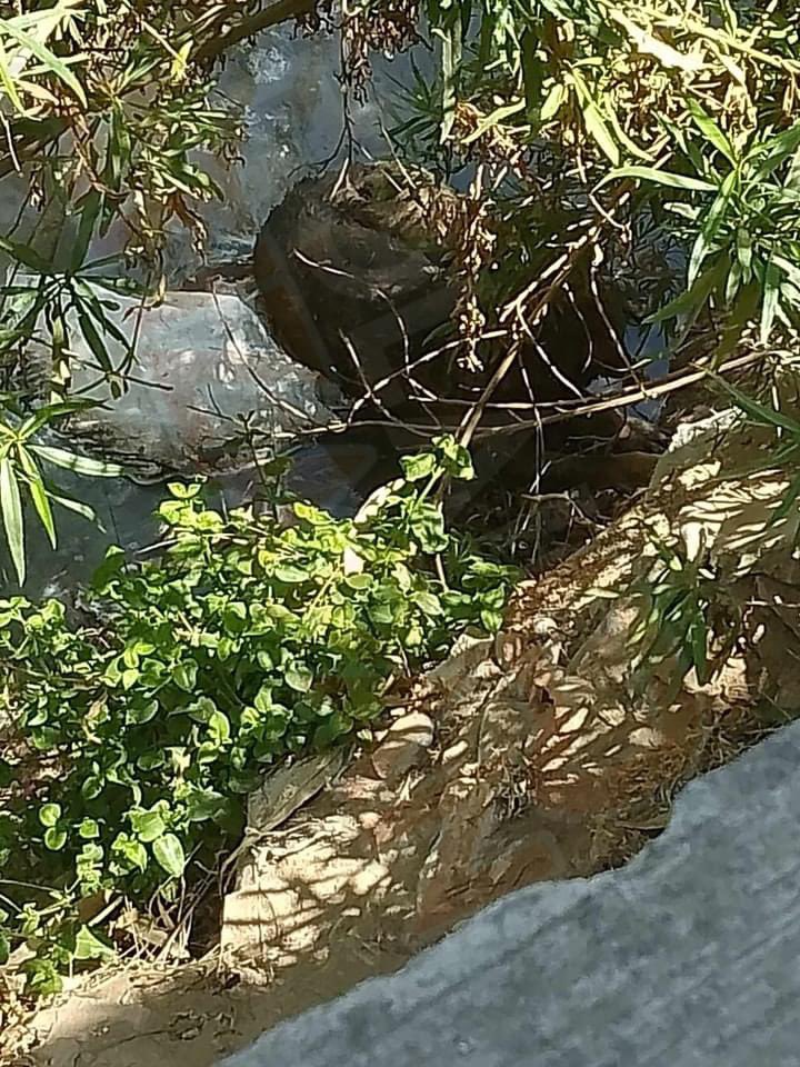 ReporteNR's tweet photo. Vecinos se organizan para rescatar a lomito agonizando y buscan denunciar a la persona que lo abandonó por maltrato animal.
"Nos podrían apoyar ya que una vecina aventó a su perro a la barranca y aún está vivo ( agonizando) en calle #clarines y rio #moritas casi en la #5demayo". https://t.co/yDMiHeKZdq