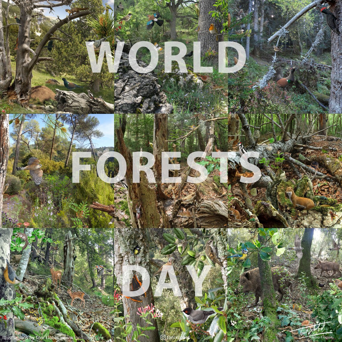 Happy and diverse #WorldForestDay