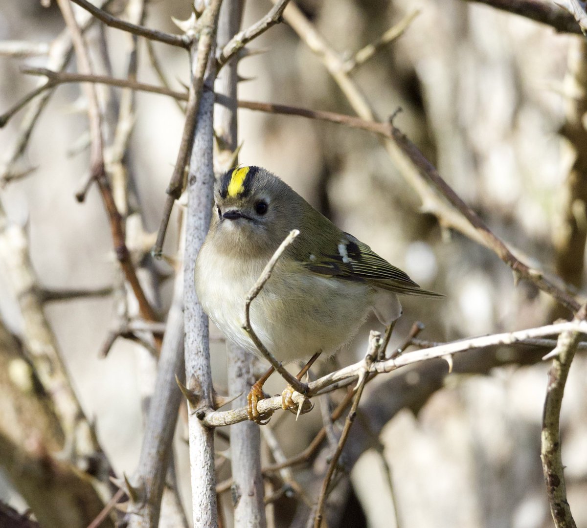 NikkiNaturePics's tweet photo. Beautiful little Gold Crest seen @KneppWilding #BirdsOfTwitter #BirdsSeenIn2024 #birdphotography https://t.co/lRu2PNY8WJ