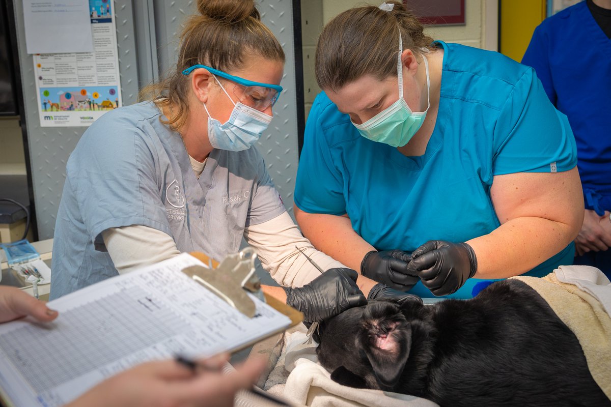 Embark on a fun and fur-filled career path. Explore our Veterinary Technology program by attending a virtual information session on Thursday, March 28 from 11:00 a.m. - 12:00 p.m. Register at ridgewater.edu/vettech or by calling 320-222-5977.