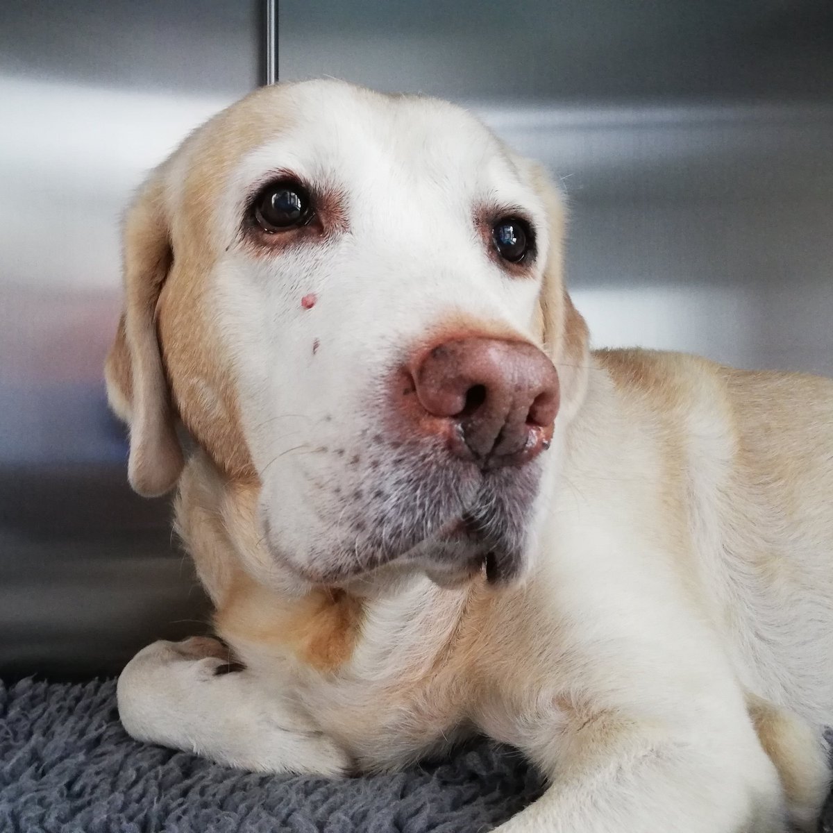 TheTinyVet's tweet photo. Super-sweet old lady Prim hasn't been well & was in for some investigations this morning. She started her new meds as soon as the results were through & this evening she's already got her labrador appetite back!
#LabradorsOfTwitter #YellowLab #GoldenOldie #SeniorDog #VetTwitter https://t.co/1VxeP6aePL