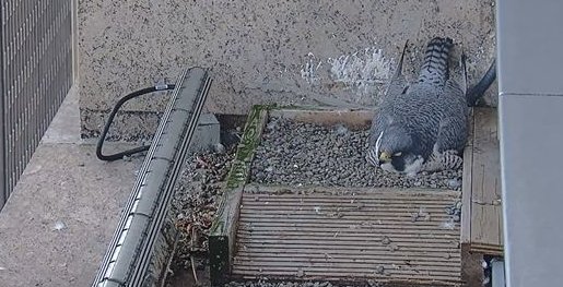 1201 Third tweet media