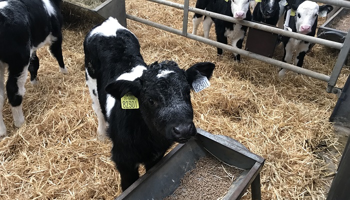 A €25 million scheme to incentivise the use of genotyped and genetically superior beef sires for breeding dairy beef calves has been unveiled. Find out more bit.ly/3VmyDnc