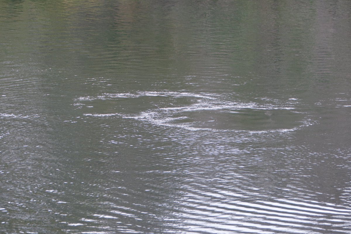Heading out #boating? Manatees are on the move this spring – make sure to go slow & look out below. More tips: myfwc.com/media/7327/boa…