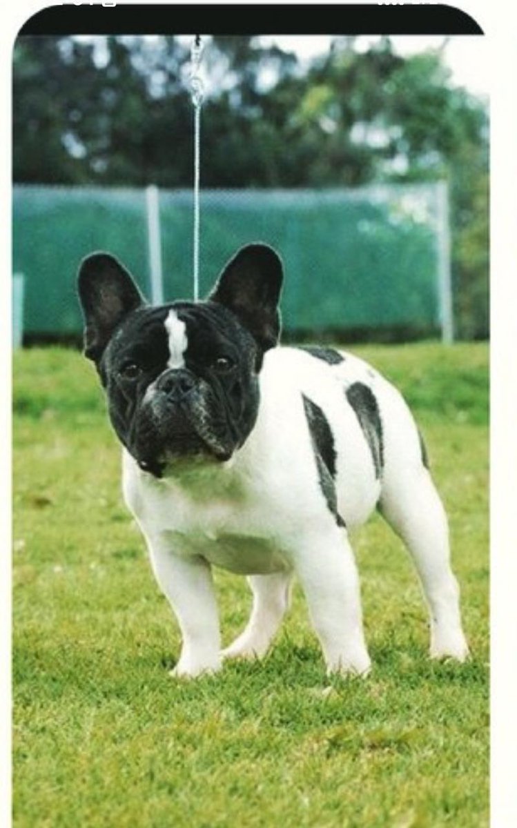 RT👇
Se busca Bulldog Francés blanco con negro, se perdió en zona Colonia Vista Hermosa miércoles 21 de marzo por la mañana, responde al nombre de "Armani."

Llamar al 7871 8399