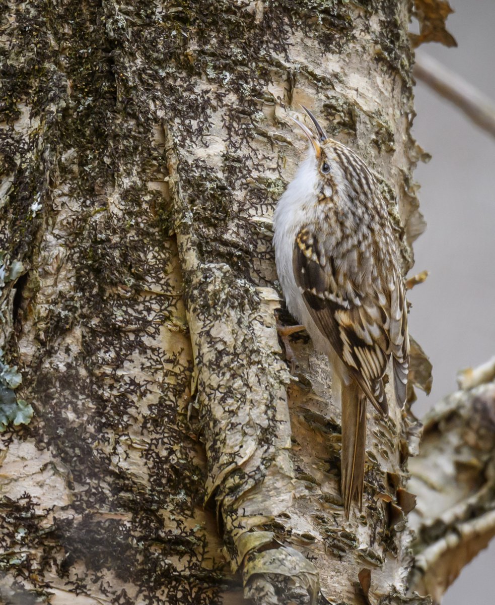 A Brown Creeper is a small bird that scoots upwards along tree trunks while blending into the bark. They don't head downwards like nuthatches, but instead, once they make it to the tree top, they fly down to the bottom of the next tree and repeat their upwards journey.