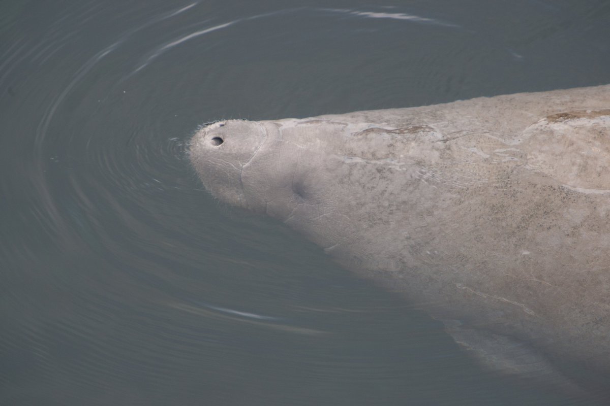 You’re on a #boat! Great – have fun, wear lifejackets & help #manatees on the move this spring by going slow and looking out below. More tips: myfwc.com/media/7327/boa…