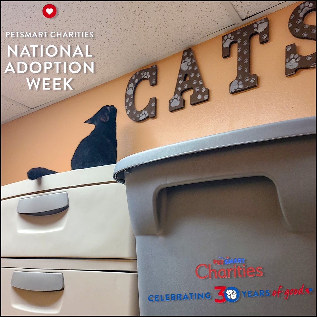 I’m checking to be sure everything is in order for our adoption event this Caturday. 
It's a tough job!  Someone will be happy to have such a stunning mini-panther in their life! -Assassin.
#pantherthursday #blackcatsrule #adoptlove #nationaladoptionweek #petsmartcharities