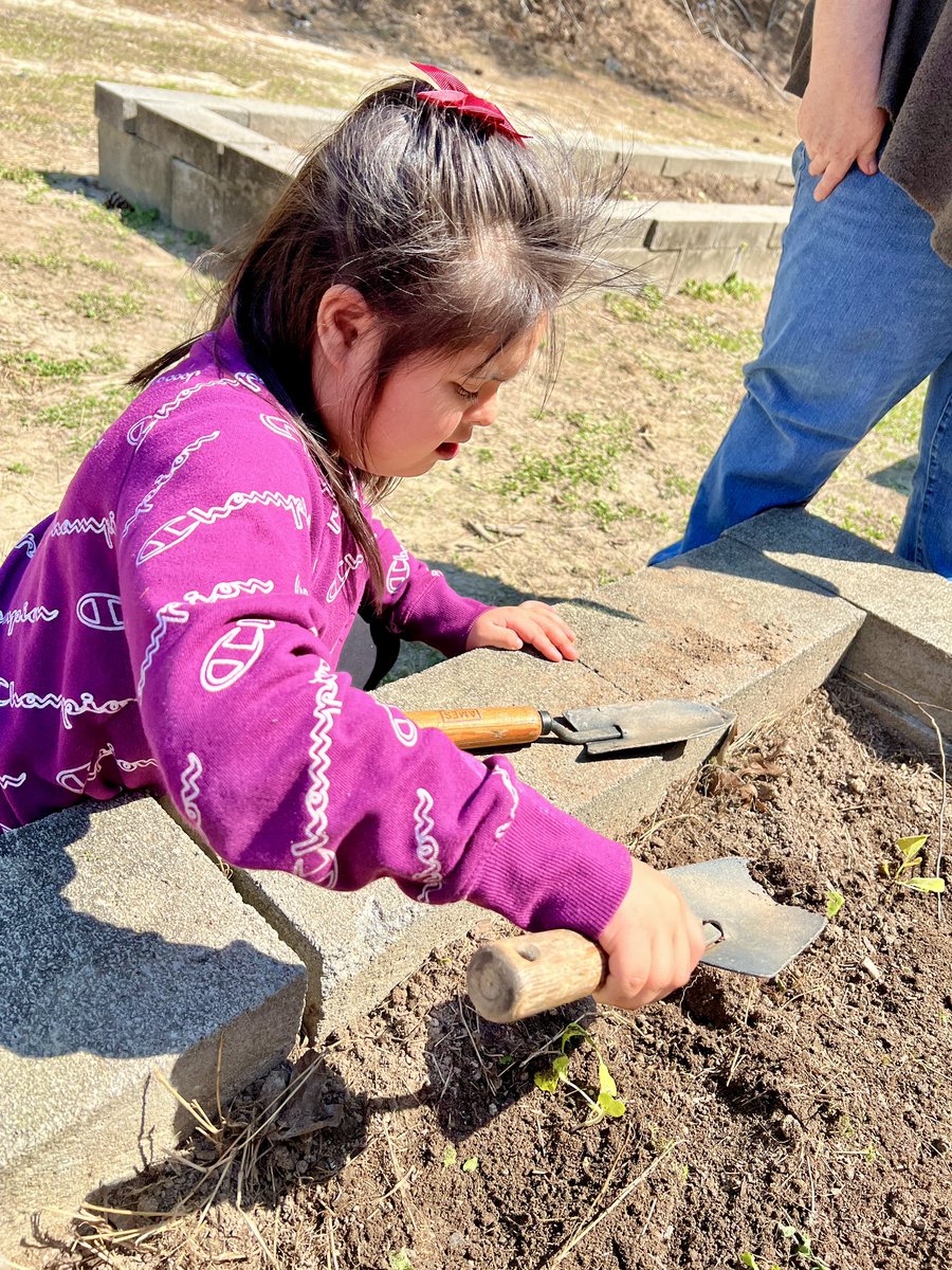 ChicopeeWoods's tweet photo. 🌼🌹These students are having a blooming good time preparing the school garden for the upcoming season!🌸🌻#schoolgarden #greenfingers #springtimebeauty 🌞🌷🪷@Hall_Schools https://t.co/8aSP7jV66S