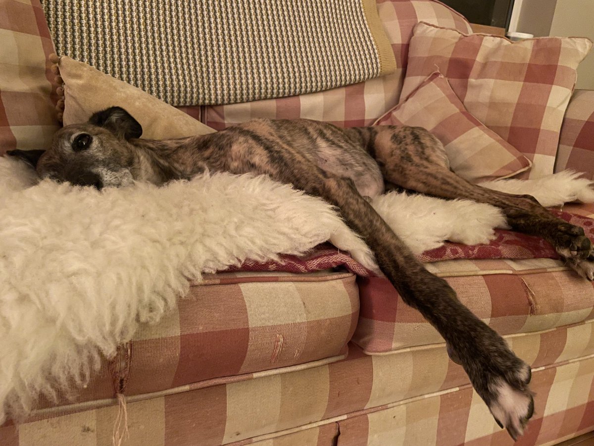 Snug as a… dog in a rug?