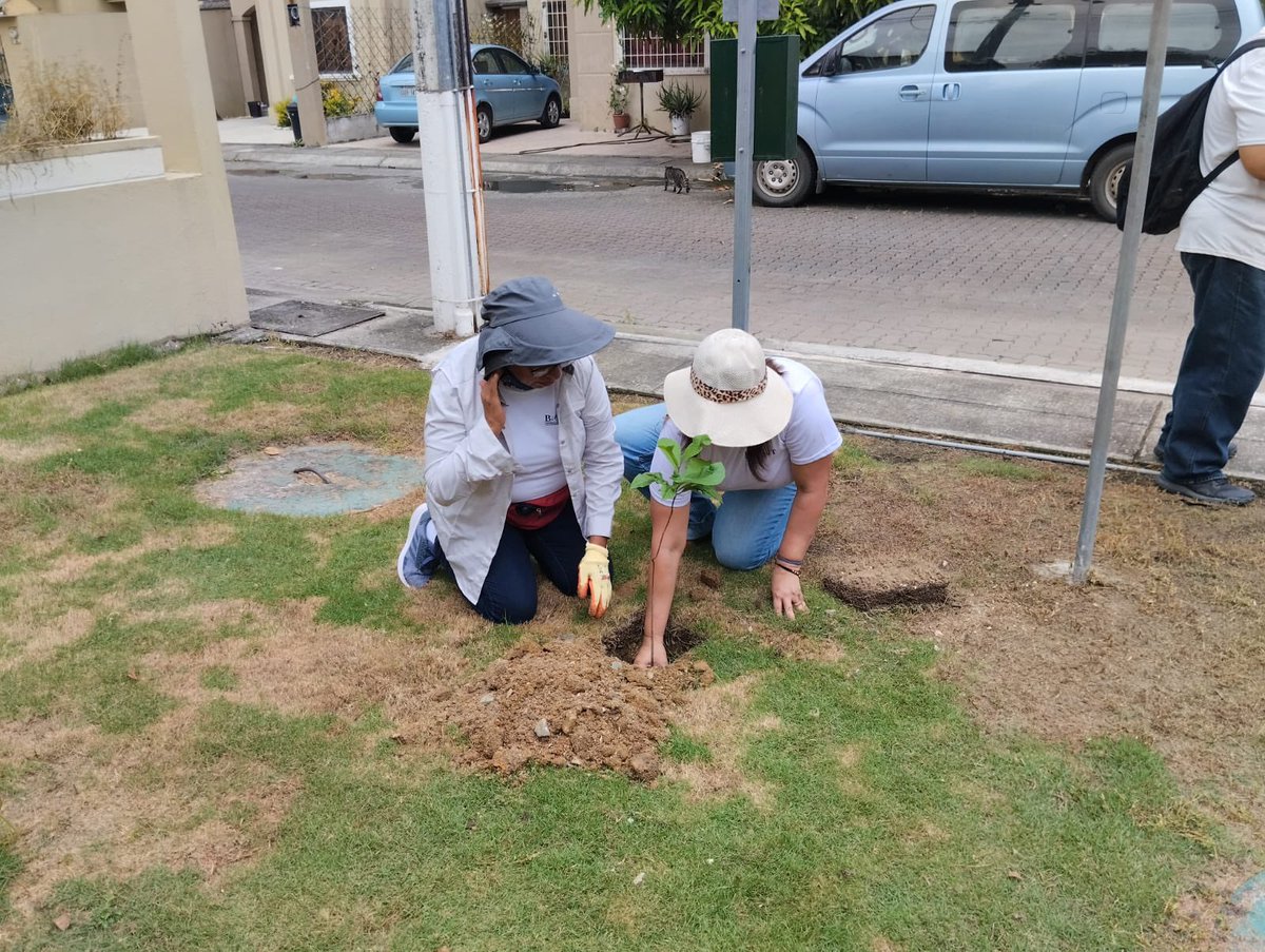Ambiente_Guayas's tweet photo. Como parte de nuestro programa #ReforestaGuayas 🌳 realizamos la entrega de 100 árboles nativos a la @LAJOYAec, etapa Esmeralda. 

✅Junto a @FundBioelit y residentes se realizó la siembra de estos árboles en áreas verdes de la urbanización. 

#GuayasSeMueveAlCambio 🍃 https://t.co/FEpjiPlNue