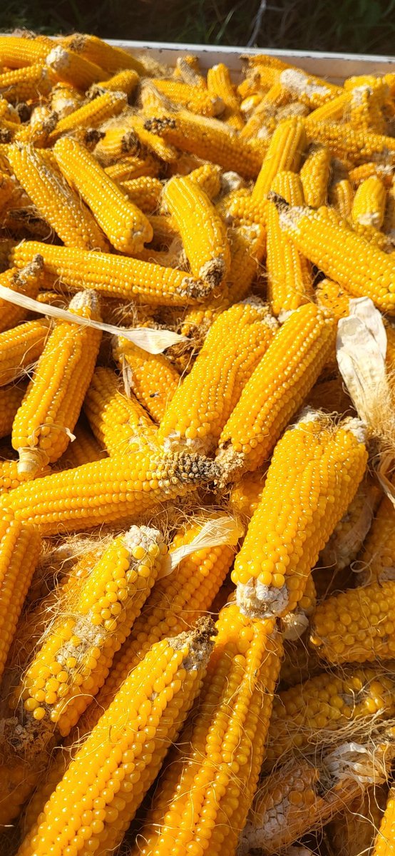 FarmerSteveM's tweet photo. Popcorn harvest and Plantains are coming up https://t.co/85Na6H64Ve